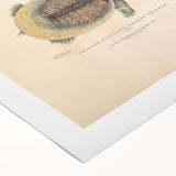 Vintage Animal Art – Flat Trionyx Turtle Illustration Print