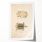 Vintage Animal Art – Flat Trionyx Turtle Illustration Print