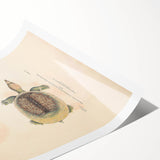 Vintage Animal Art – Flat Trionyx Turtle Illustration Print