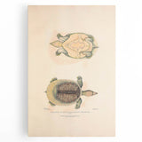 Vintage Animal Art – Flat Trionyx Turtle Illustration Print
