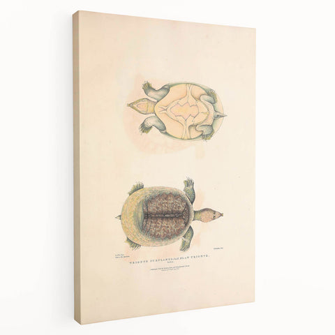 Vintage Animal Art – Flat Trionyx Turtle Illustration Print