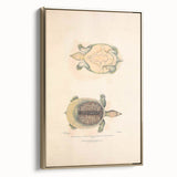 Vintage Animal Art – Flat Trionyx Turtle Illustration Print
