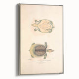 Vintage Animal Art – Flat Trionyx Turtle Illustration Print