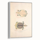 Vintage Animal Art – Flat Trionyx Turtle Illustration Print