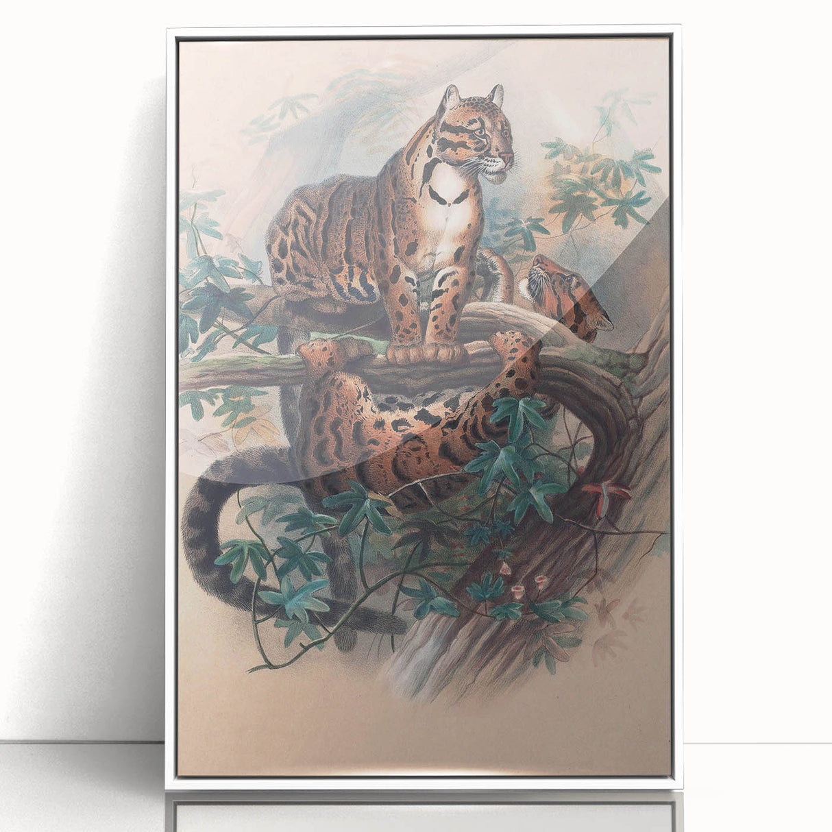 Vintage Animal Art – Clouded Leopard Illustration Wall Print