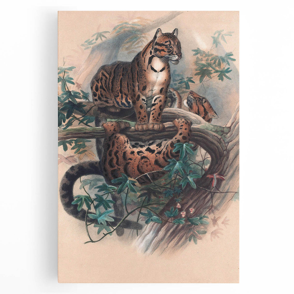 Vintage Animal Art – Clouded Leopard Illustration Wall Print