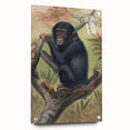 Vintage Animal Art – Chimpanzee Illustration Wall Print