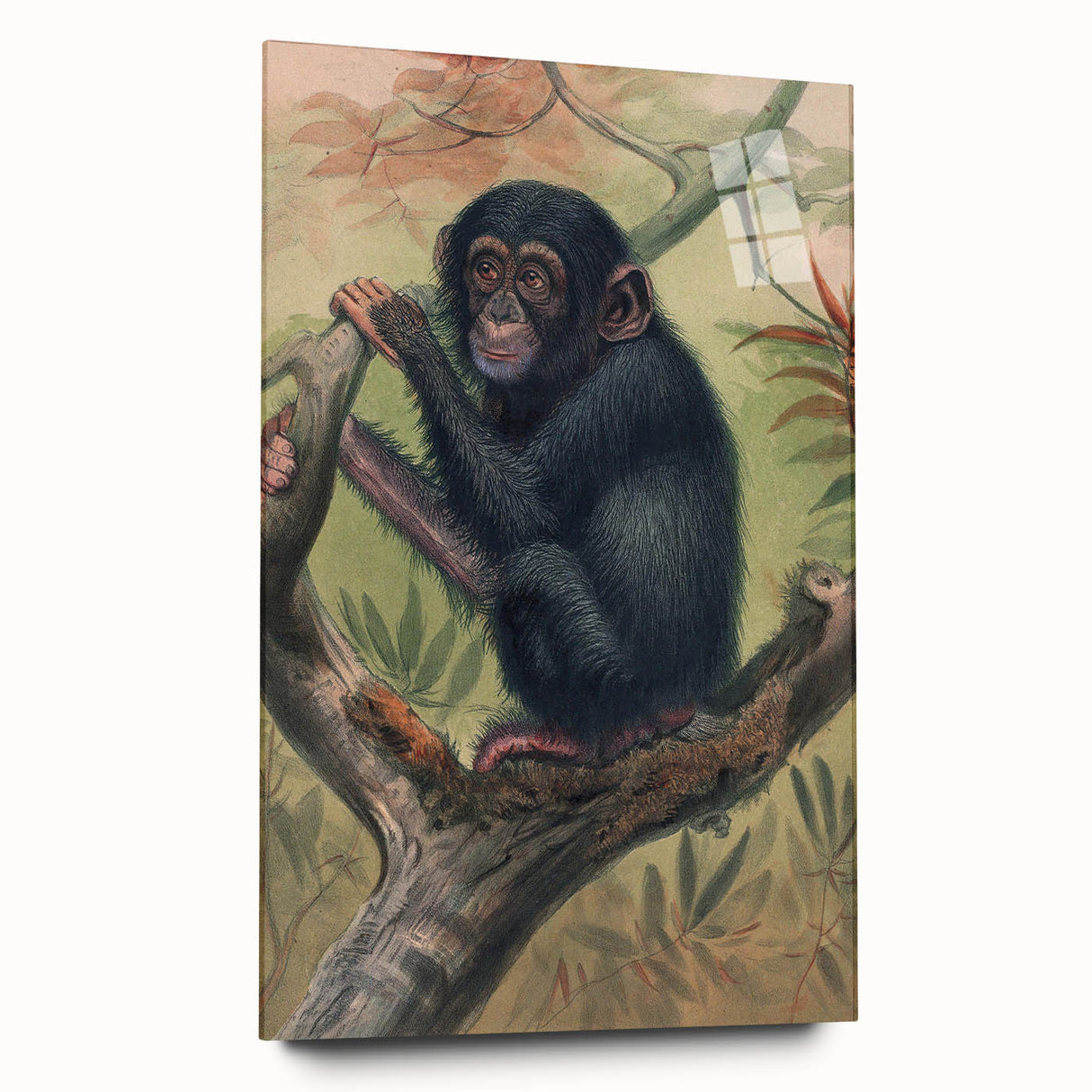 Vintage Animal Art – Chimpanzee Illustration Wall Print