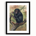 Vintage Animal Art – Chimpanzee Illustration Wall Print