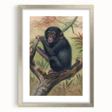 Vintage Animal Art – Chimpanzee Illustration Wall Print