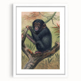 Vintage Animal Art – Chimpanzee Illustration Wall Print