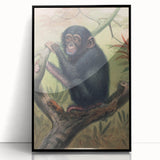 Vintage Animal Art – Chimpanzee Illustration Wall Print