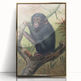 Vintage Animal Art – Chimpanzee Illustration Wall Print