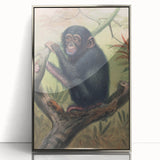 Vintage Animal Art – Chimpanzee Illustration Wall Print