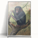 Vintage Animal Art – Chimpanzee Illustration Wall Print