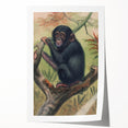 Vintage Animal Art – Chimpanzee Illustration Wall Print