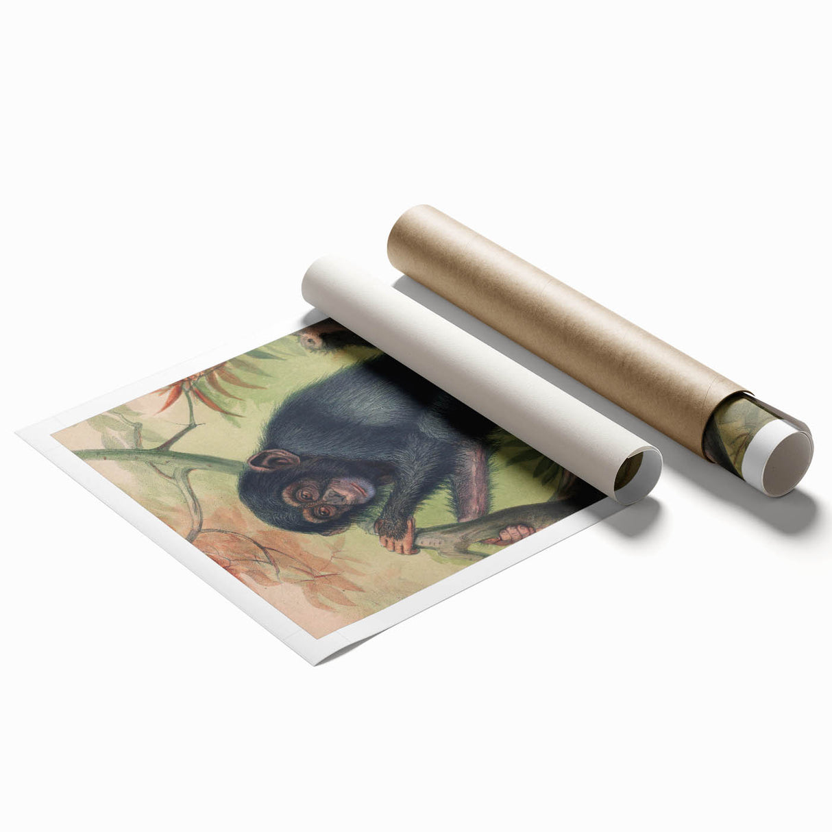 Vintage Animal Art – Chimpanzee Illustration Wall Print