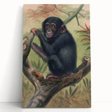 Vintage Animal Art – Chimpanzee Illustration Wall Print