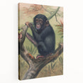 Vintage Animal Art – Chimpanzee Illustration Wall Print