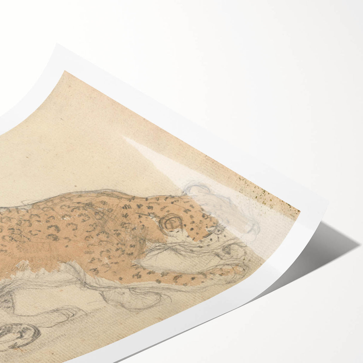 Vintage Animal Art – Leopard Sketch Illustration Wall Print