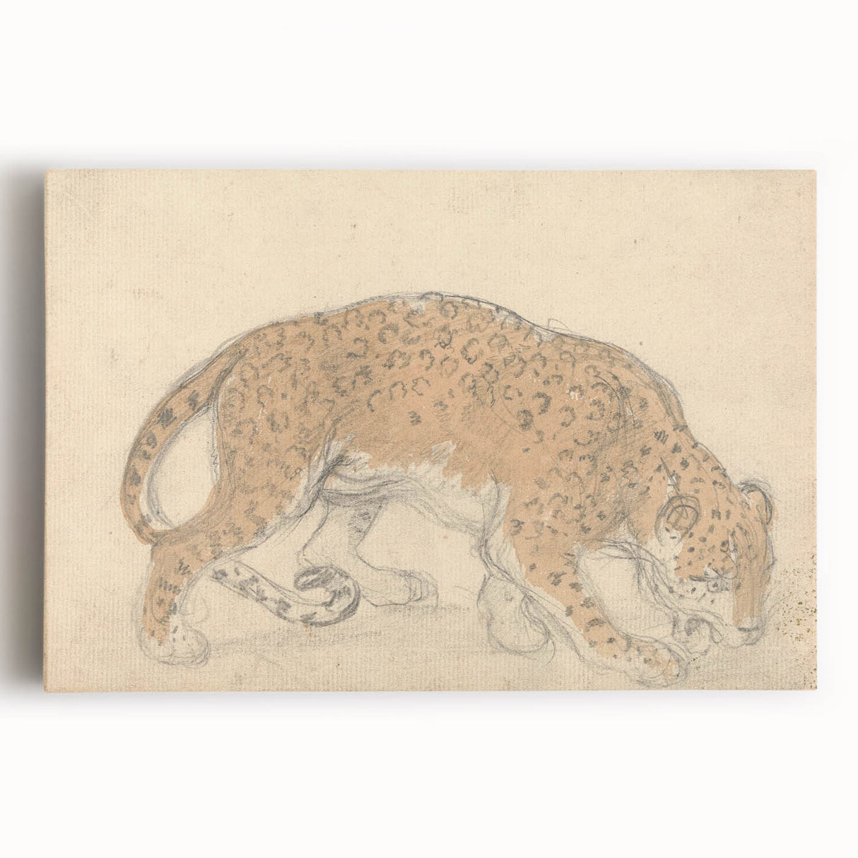 Vintage Animal Art – Leopard Sketch Illustration Wall Print