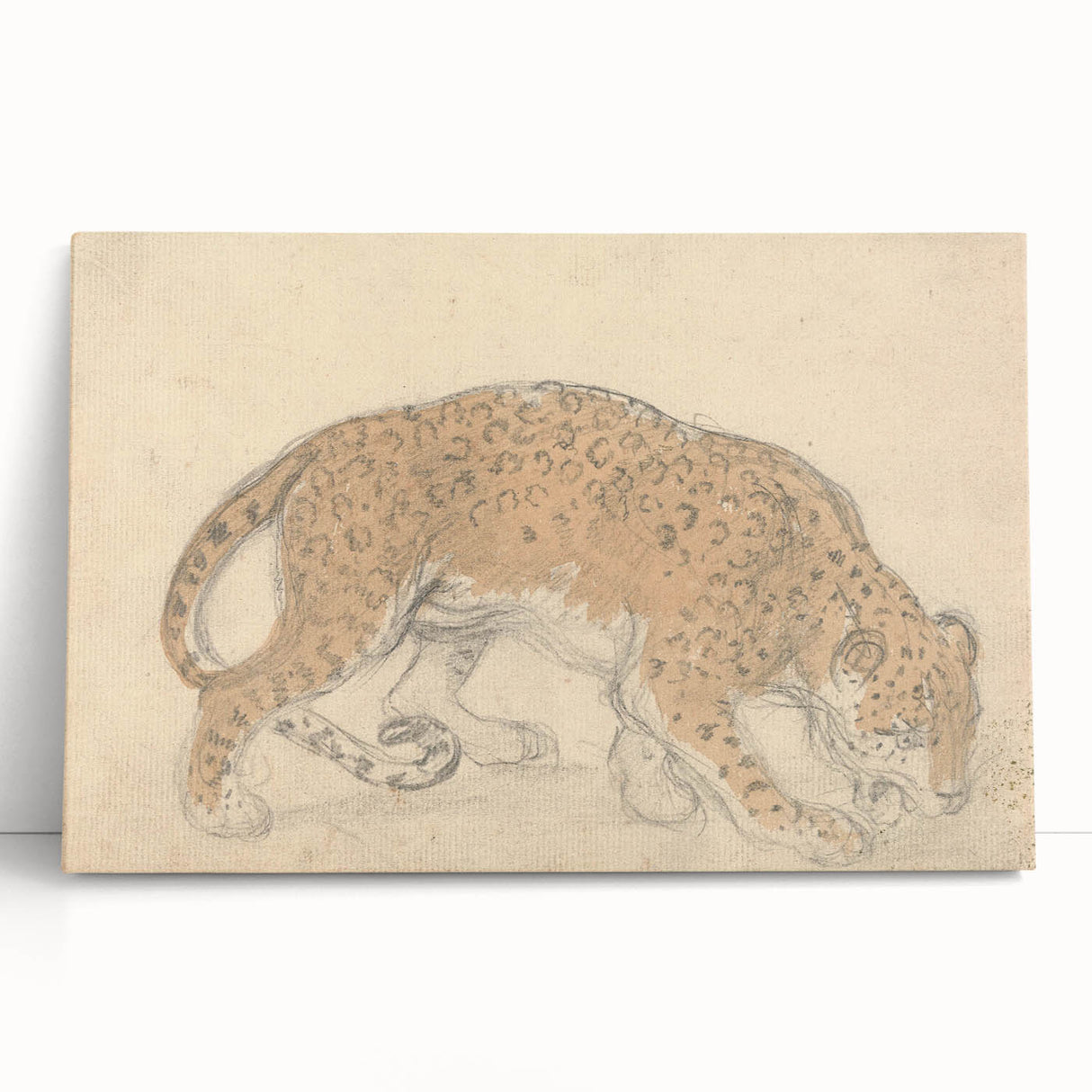 Vintage Animal Art – Leopard Sketch Illustration Wall Print