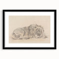 Vintage Animal Art – Lion Sketch Illustration Wall Print
