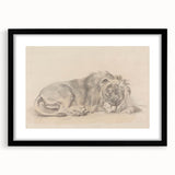 Vintage Animal Art – Lion Sketch Illustration Wall Print