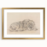 Vintage Animal Art – Lion Sketch Illustration Wall Print