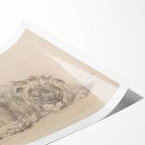 Vintage Animal Art – Lion Sketch Illustration Wall Print