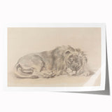 Vintage Animal Art – Lion Sketch Illustration Wall Print