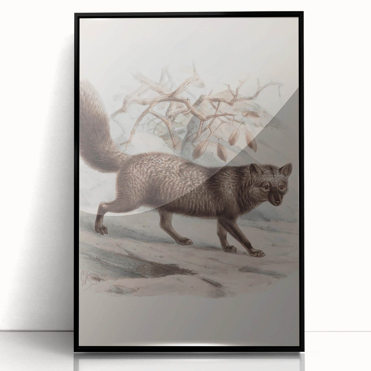 Vintage Fox Illustration – Classic Animal Wall Art Print