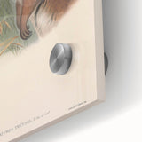 Vintage Wallaby Illustration – Classic Wildlife Art Print