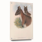 Vintage Wallaby Illustration – Classic Wildlife Art Print