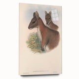 Vintage Wallaby Illustration – Classic Wildlife Art Print