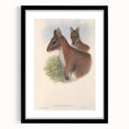 Vintage Wallaby Illustration – Classic Wildlife Art Print