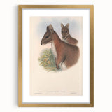 Vintage Wallaby Illustration – Classic Wildlife Art Print