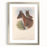 Vintage Wallaby Illustration – Classic Wildlife Art Print
