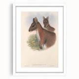 Vintage Wallaby Illustration – Classic Wildlife Art Print