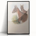 Vintage Wallaby Illustration – Classic Wildlife Art Print