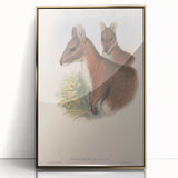 Vintage Wallaby Illustration – Classic Wildlife Art Print