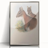 Vintage Wallaby Illustration – Classic Wildlife Art Print
