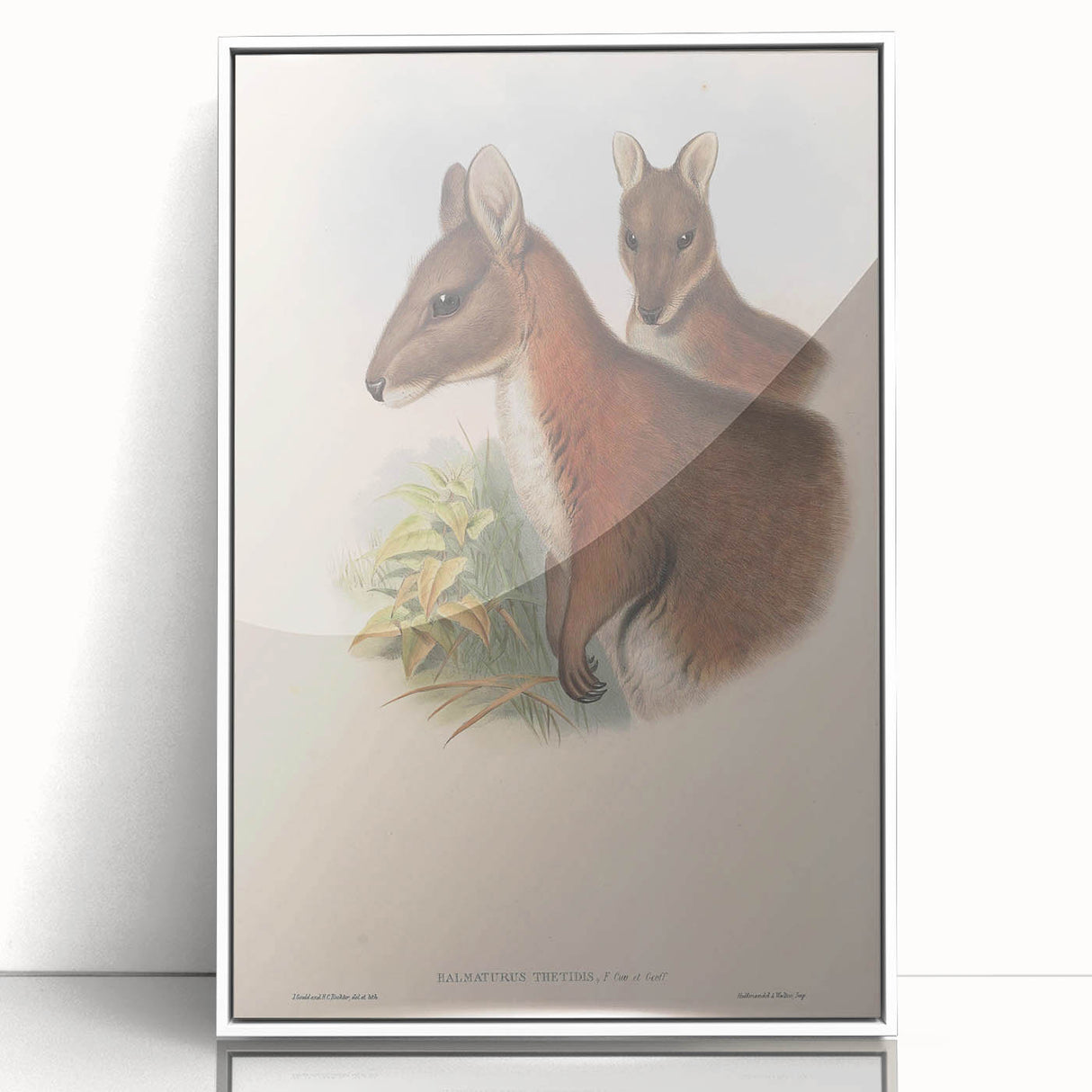 Vintage Wallaby Illustration – Classic Wildlife Art Print