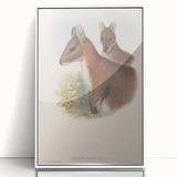Vintage Wallaby Illustration – Classic Wildlife Art Print