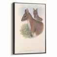 Vintage Wallaby Illustration – Classic Wildlife Art Print
