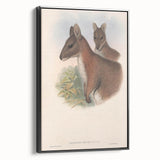 Vintage Wallaby Illustration – Classic Wildlife Art Print