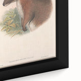 Vintage Wallaby Illustration – Classic Wildlife Art Print