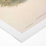 Vintage Wallaby Illustration – Classic Wildlife Art Print