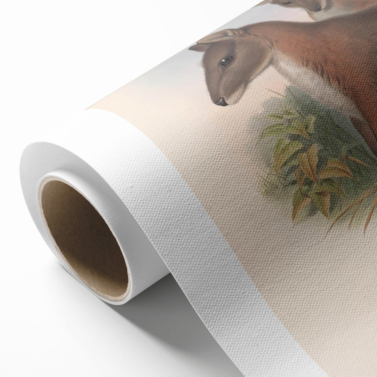 Vintage Wallaby Illustration – Classic Wildlife Art Print