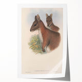 Vintage Wallaby Illustration – Classic Wildlife Art Print